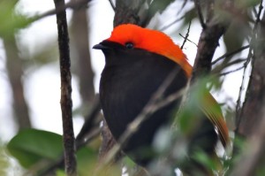 Crested Bird-of-Paradise
