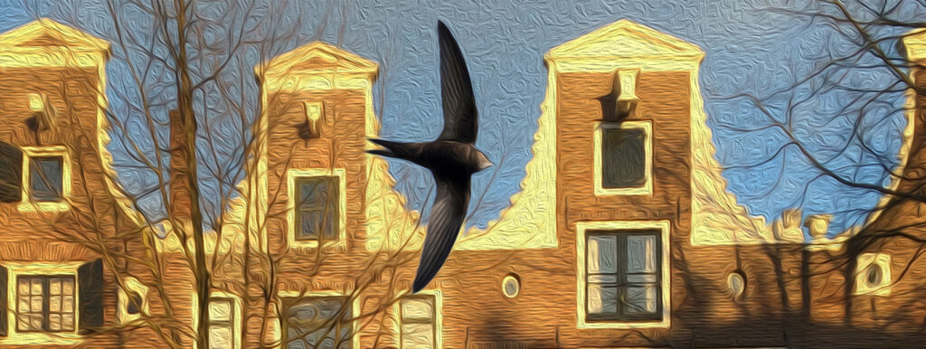 Vogelwerkgroep Amsterdam | Vogels in Amsterdam – Excursies, lezingen en